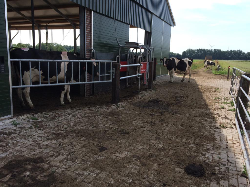 RobHuinink's tweet image. De koeien mogen weer naar buiten, maar hebben nog niet veel zin. #weidegang #droogte #robotmelken