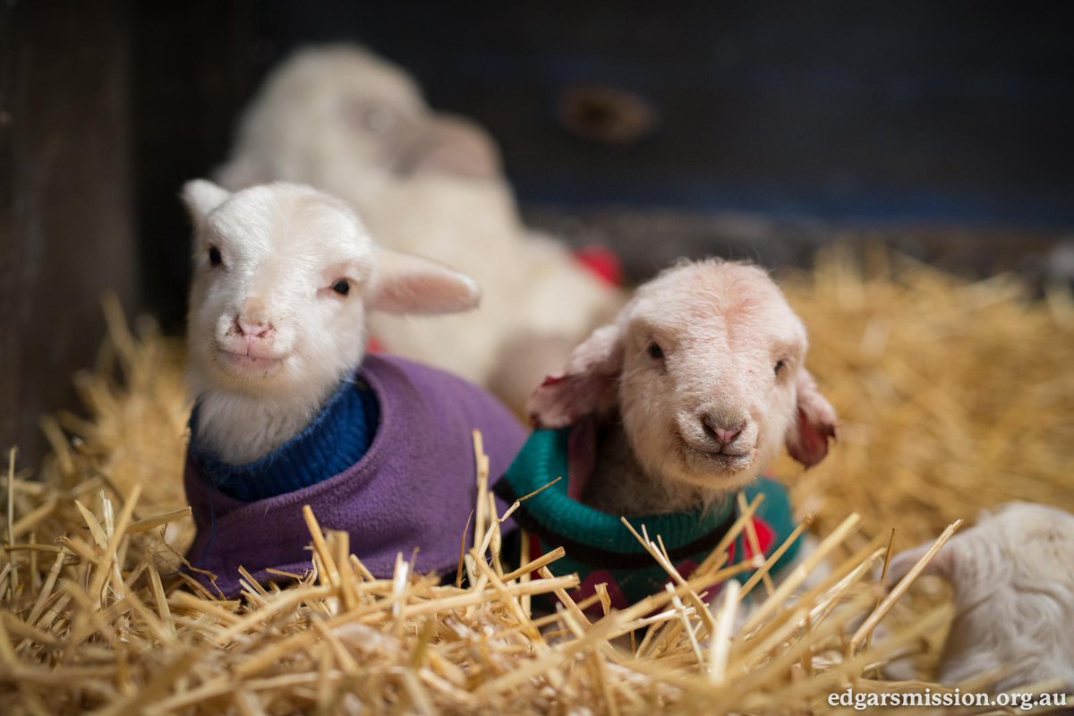 Her name is Thursday - watch her incredible rescue video here - edgarsmission.org.au/45405/her-name…