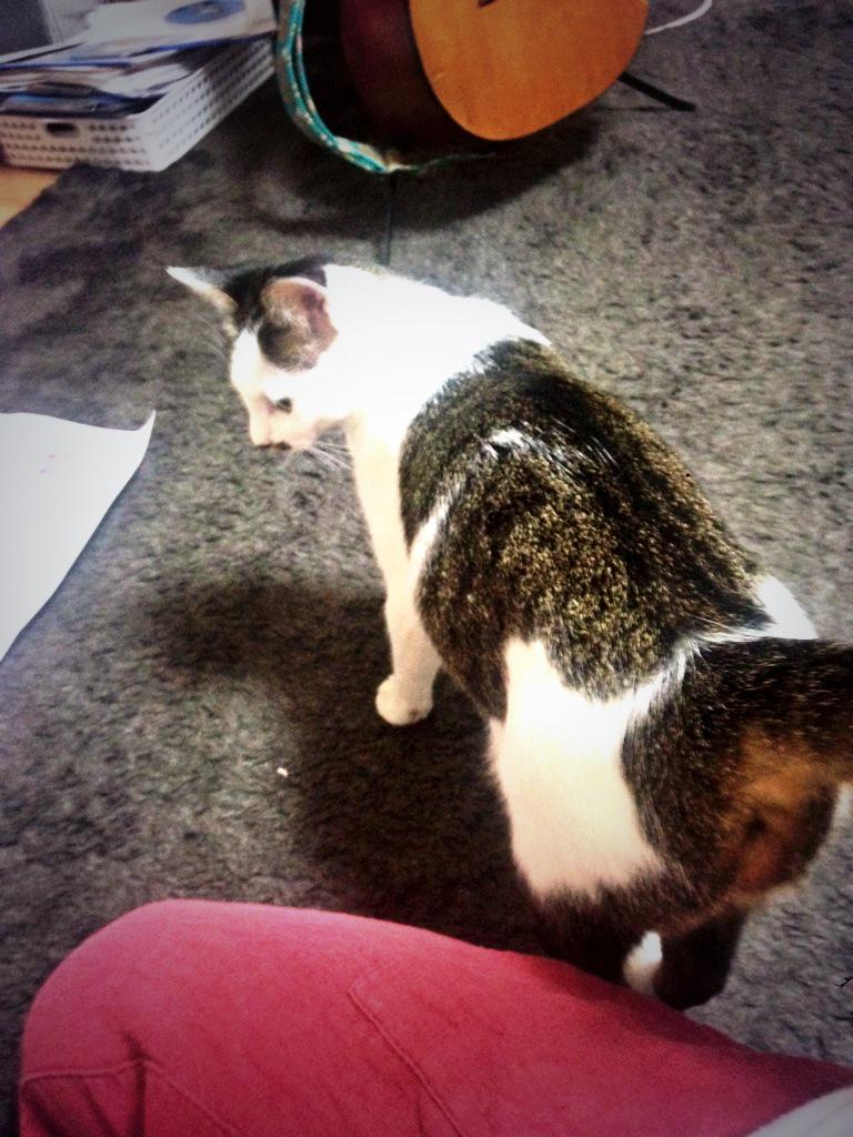 猫がいきなりお尻をアピールしてくる漫画に笑いと賛同の声 でもアレってどういう意味なの Togetter 猫がいきなりお尻をアピールしてくる漫画に笑いと賛同の声 でもアレってどういう意味なの Togetter