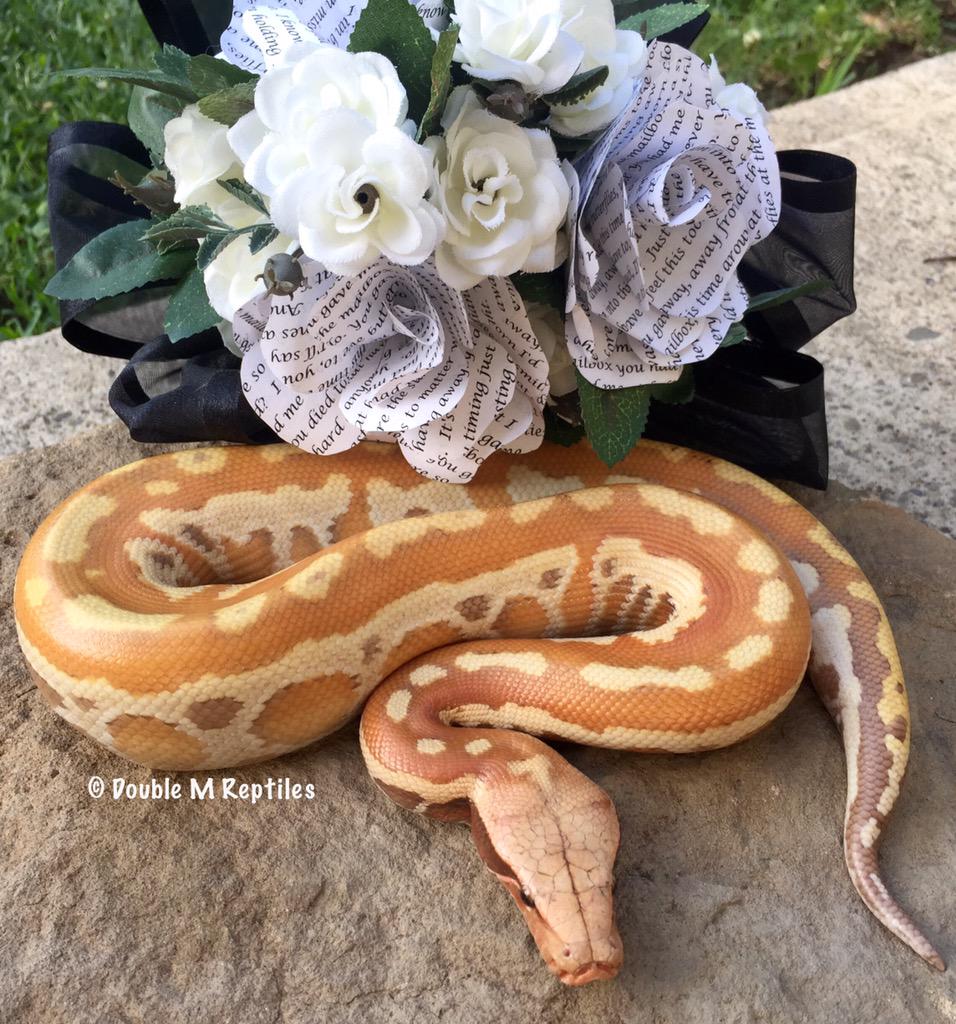 GearworkExotics's tweet image. 0.1 caramel albino blood python, Cersei - NFS #bloodpython #pythonbrongersmai