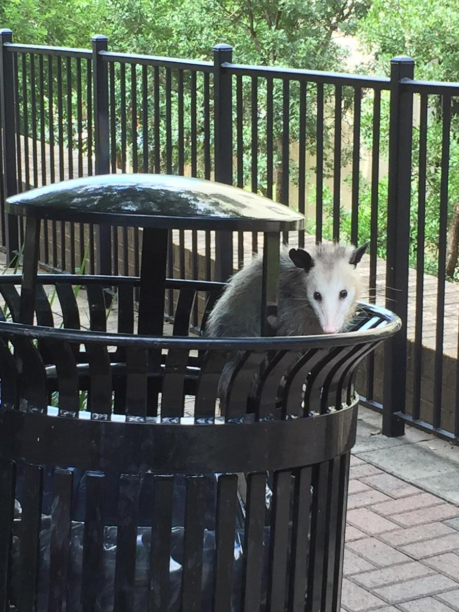 9 out of 10 opossums agree that ENG 1310 is great to take by correspondence. Sign up at studyanywhere.txstate.edu.