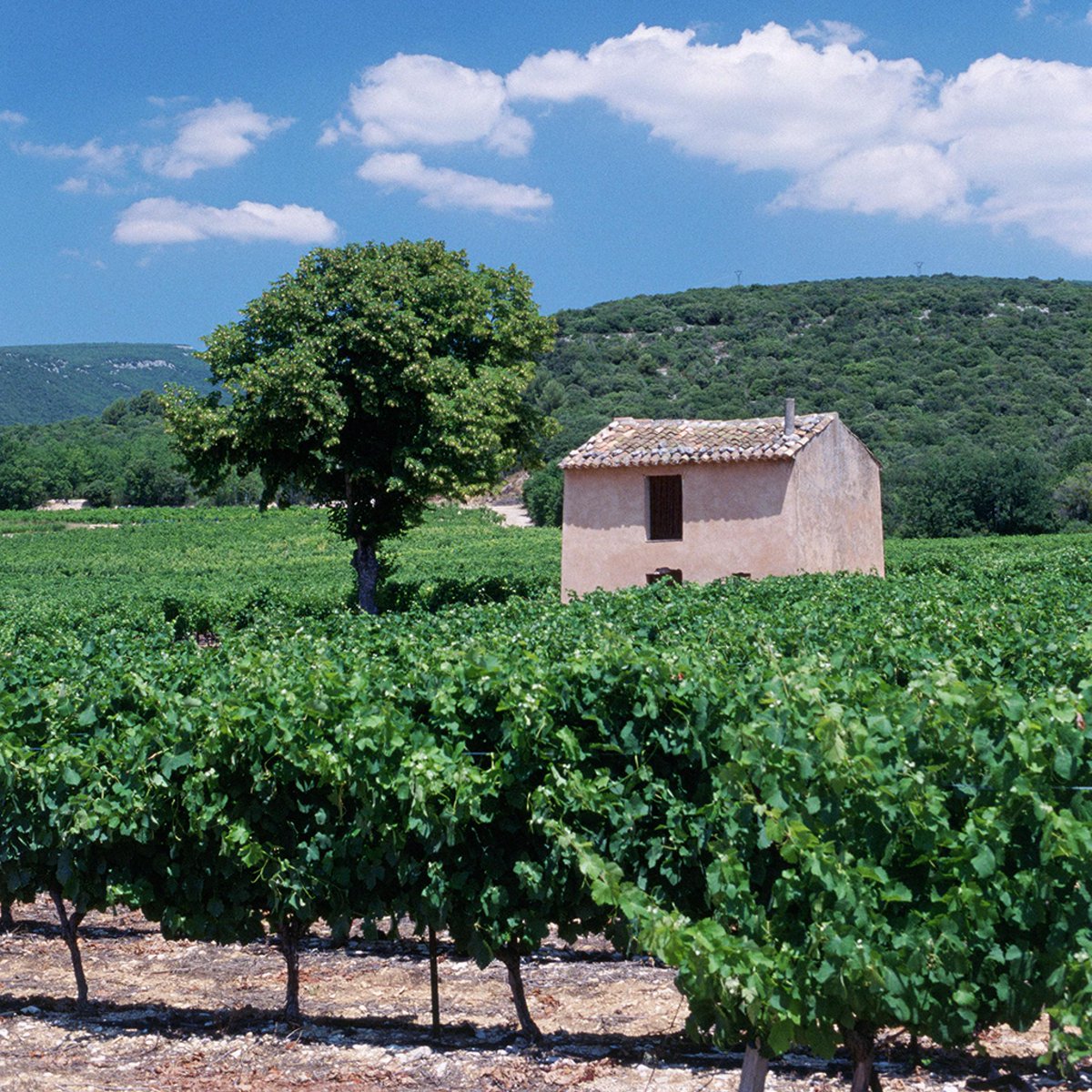 Why is French wine so awesome? The answer is blowing in the wind. fandw.me/1GfnpiI #FWx