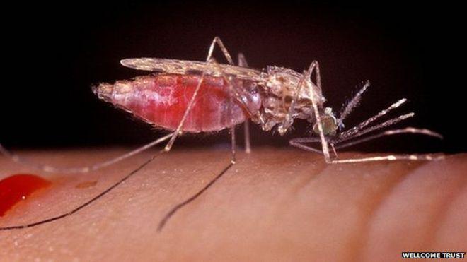 BBCScotlandNews's tweet photo. Dundee scientists "very excited" about potential of new malaria drug http://t.co/klQ0B47egY http://t.co/OWogfftfRO
