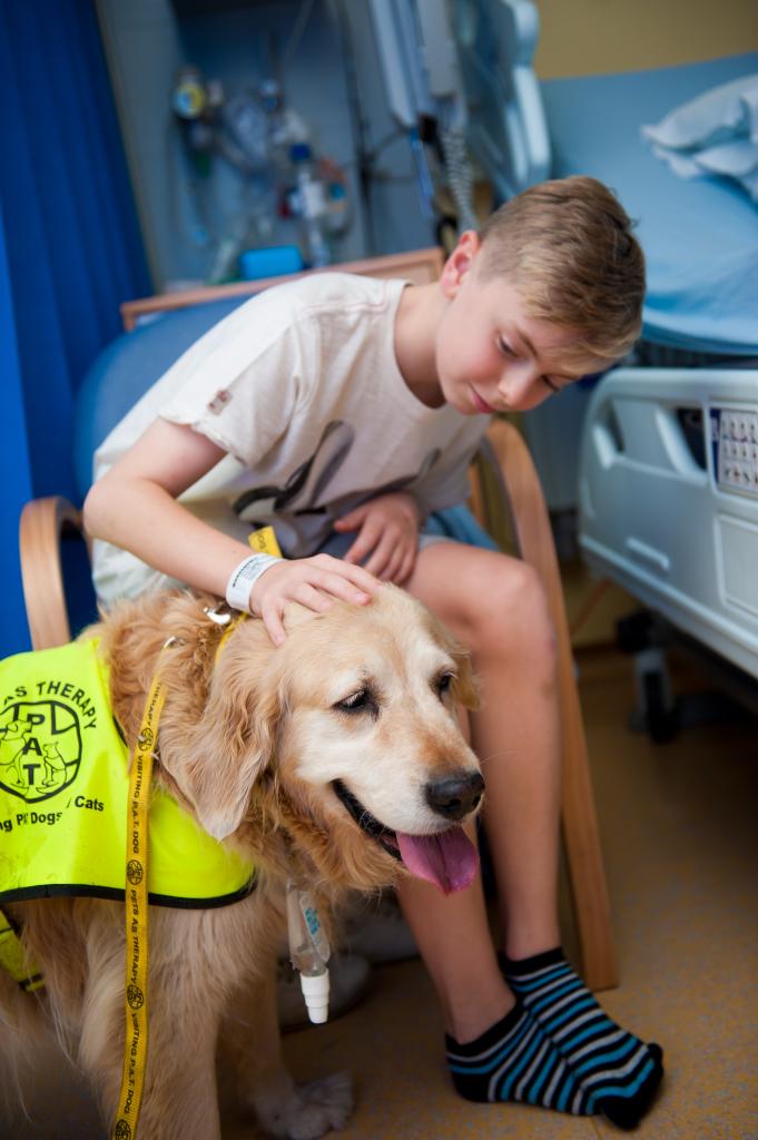 Our therapy dog Nala helps cheer up children at <a href="/EvelinaLondon/">Evelina London</a> -she was voted one of the best therapy dogs in the UK!
