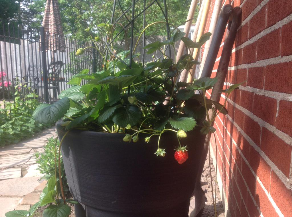 We have strawberries!!