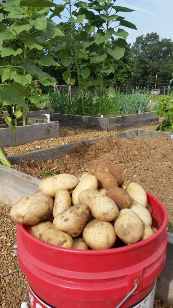 It's a potato diggin' kind of day! #arkansasgrown