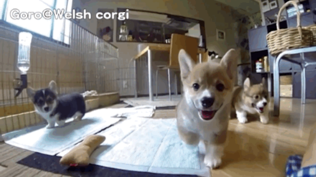 Adorably's tweet photo. Instantly improve your day by watching a bunch of corgi puppies chase a camera
http://t.co/jDZT3jyikZ http://t.co/wSXRt584Sk