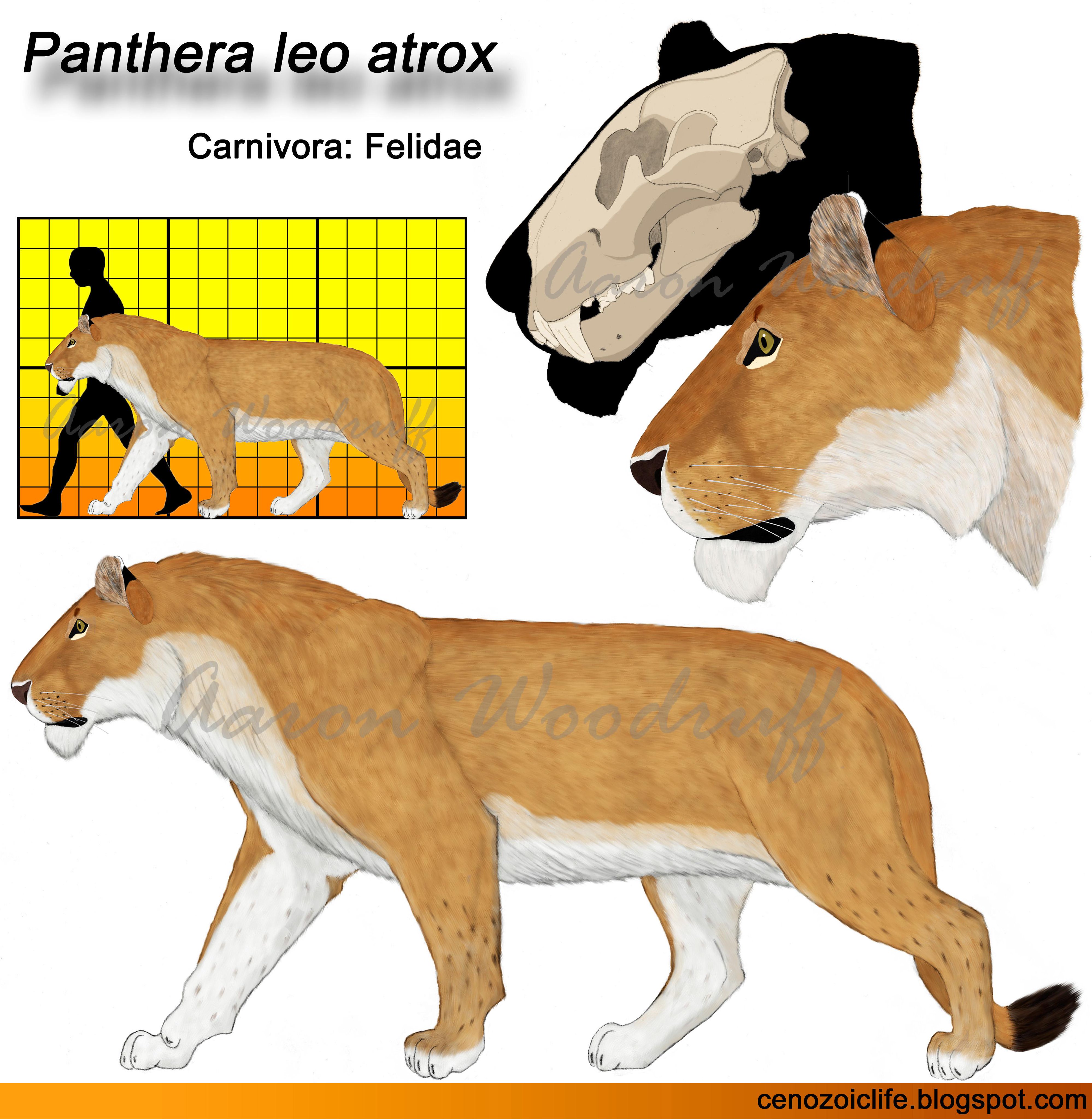 🐾 Aaron Woodruff on X: "Revised: American Lion (Panthera leo atrox)  http://t.co/hhMvR7j7CU http://t.co/4SPN4nqAdo" / X