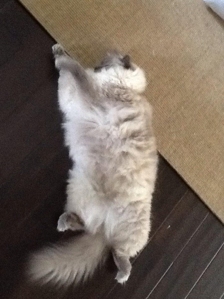 SkipitoFriskito's tweet image. Lounging, it's what I do best.