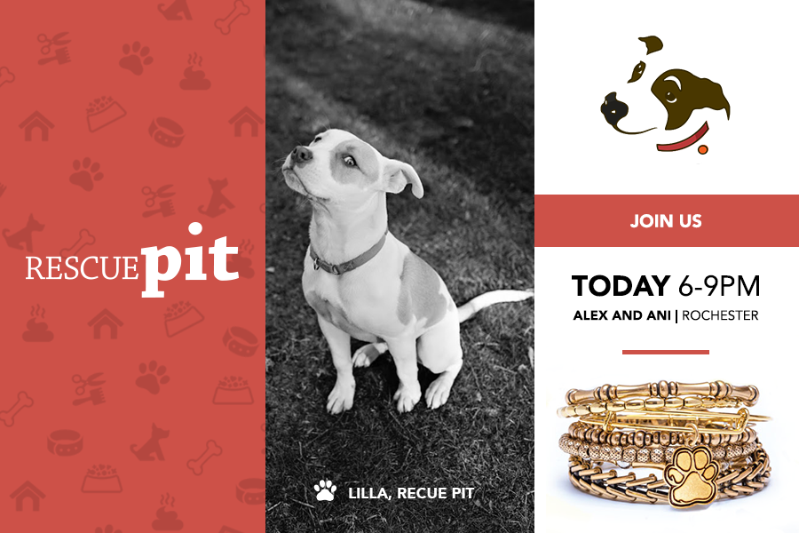 rescuepitinc's tweet photo. Join us today at Alex &amp; Ani on Culver Road for a wonderful fundraiser! 15% of proceeds to be donated to Rescue Pit. http://t.co/7HbowCJXqv