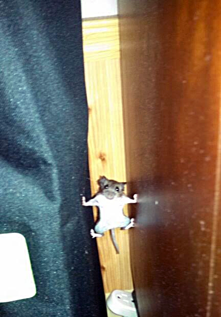 We found a mouse practicing for the new Mission Impossible film!