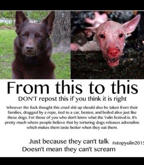 roxyh295's tweet image. #StopYuLin2015 #StopAnimalAbuse2015  #saynotodogmeat #StopYulin #StopYulinDogMeatFestival. 👊