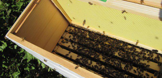 #Beekeeping your thing? @SquamBoho's bees are flourishing this year:  ow.ly/Or6ET