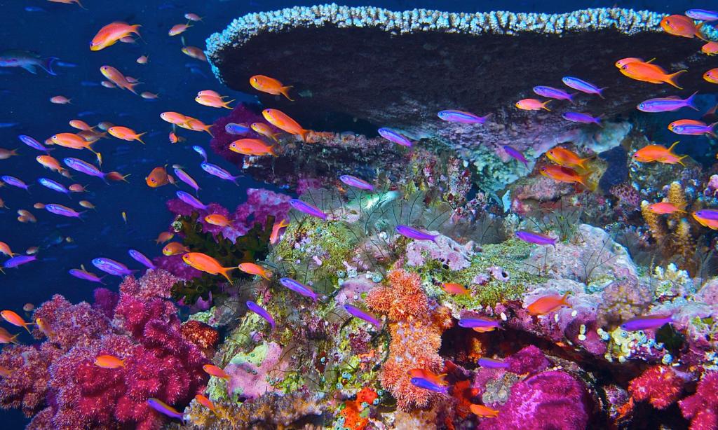 NASA's tweet photo. Satellites monitor the health of coral reefs in remote regions around the globe. Details: http://t.co/hLo24tDa8G http://t.co/aWlZ7uhvOJ