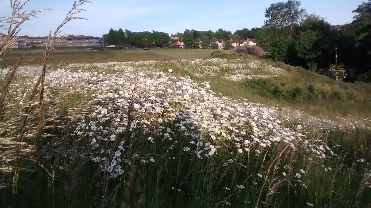 Ox eye daisies at <a href="/DorothyStringer/">Dorothy Stringer School | Education for Life</a>