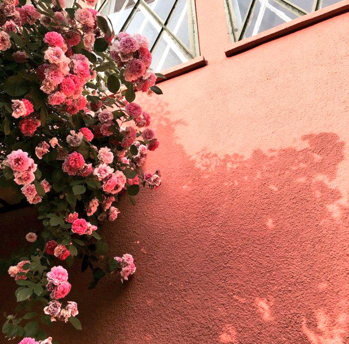 FirdevsYldrm6's tweet photo. ☝🌞🍀🌼💋💕🌹🌺🌷 http://t.co/Y78fs61iDF
