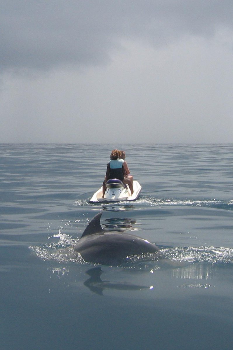 A6 Pic from dolphin safari at @Alfajirivillas - great for families!