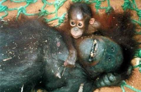 monde_biodi's tweet photo. Dans 5 ans les orangs outans auront disparus. 
5000 sont tués par an... juste pour de l'huile de palme. 
#Nutella http://t.co/qR10GQkw74