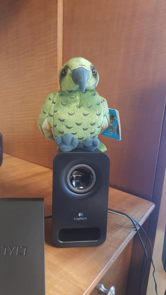 My new office Kea courtesy of <a href="/Keas/">Keas</a> and @Josh_Keas.