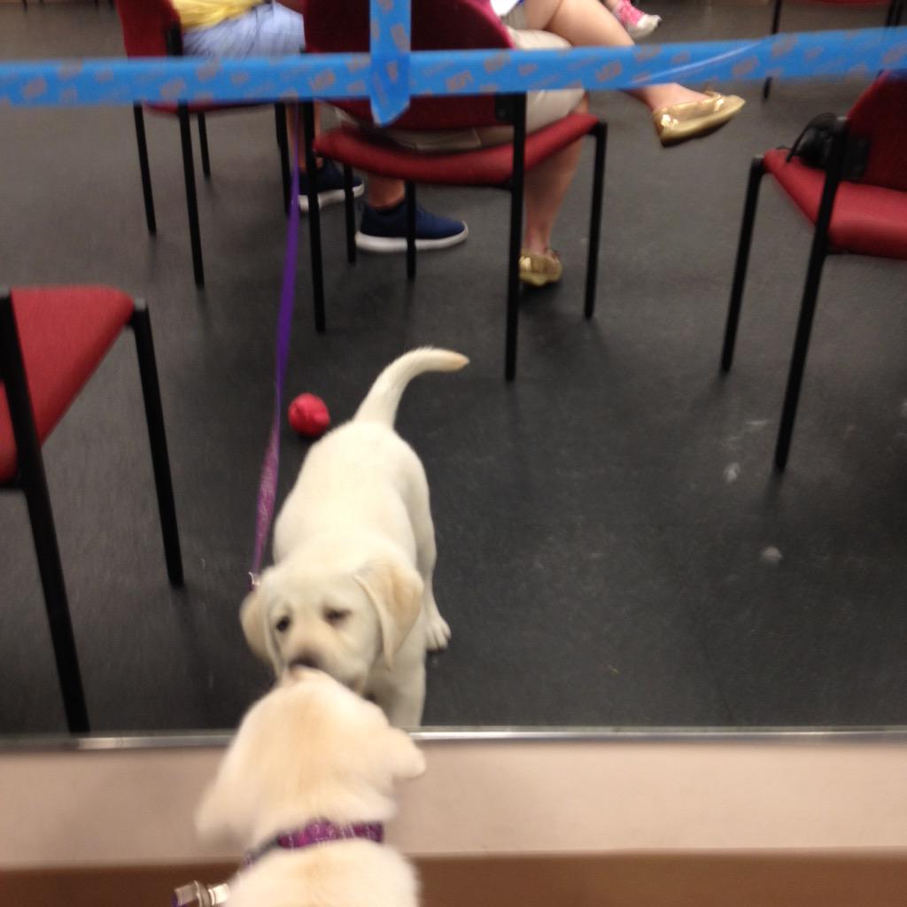 WESpolarbears's tweet photo. Typical girl, Aspen checks herself in the mirror before class.  #udsservicedogs #puppyheaven #WES http://t.co/HVCB4aiZRZ
