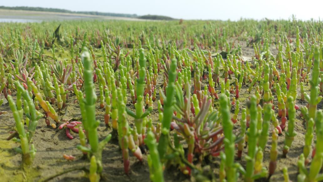PaulBegijn's tweet image. #zeekraal #schouwen #plantureluur Komt dat zien! @Natuurmonument