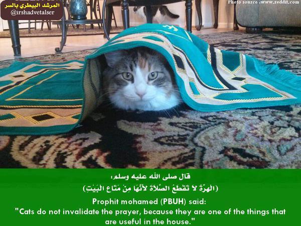 Black On Twitter بعض الأحاديث النبوية عن القطط حقائق عن الحيوانات احاديث نبوية Http T Co Royleyt0wp