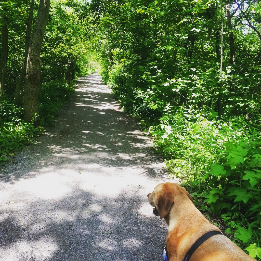 PawsOrganix's tweet photo. #beautiful walks with my doggy http://t.co/VCPXq1WZVy