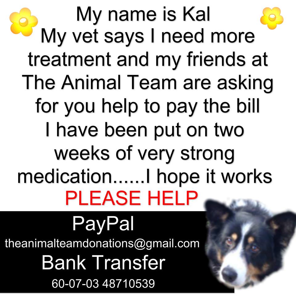 The_Animal_Team's tweet photo. Please #RT #saveKal @Animal_Watch @PeterEgan6 @marcthevet @NevilleSouthall @WetnoseAnimal @SarahP2311 @RescueHelper http://t.co/e6xZ0jhqQm