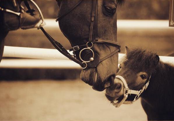 copet2020's tweet image. 