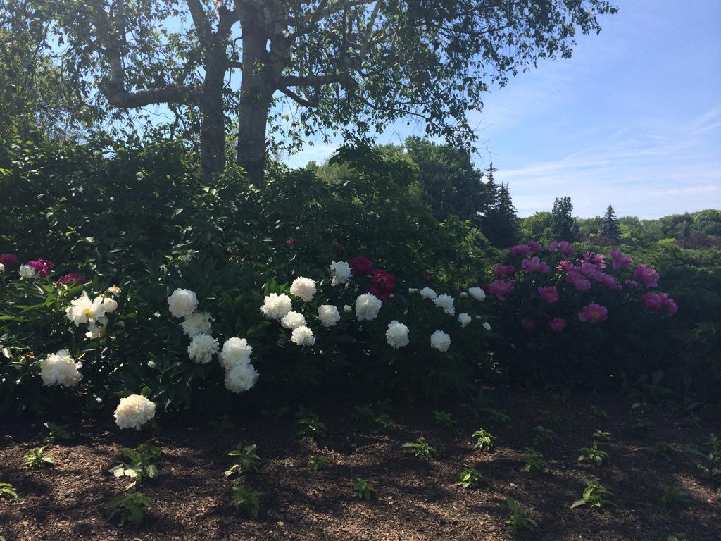 robintherabbit's tweet photo. Pour vous. #FlowerForFreedom @aiww http://t.co/4gme7bYBjJ