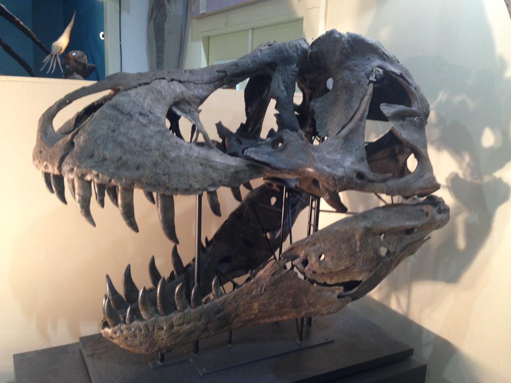 Obligatory pic of the amazing skull of Stan the Tyrannosaurus rex, at the Black Hills Institute #ROMtriceratops