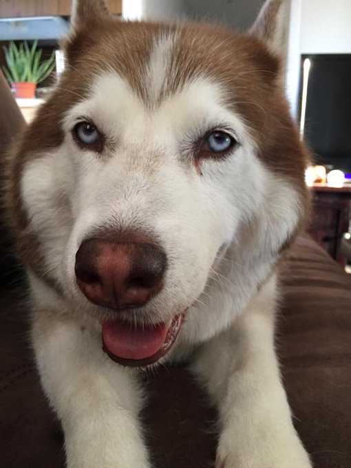 In the meantime, enjoy a pic of my lovely dog. We call her the "slut-shamer" inside my chat room 😂😂😂