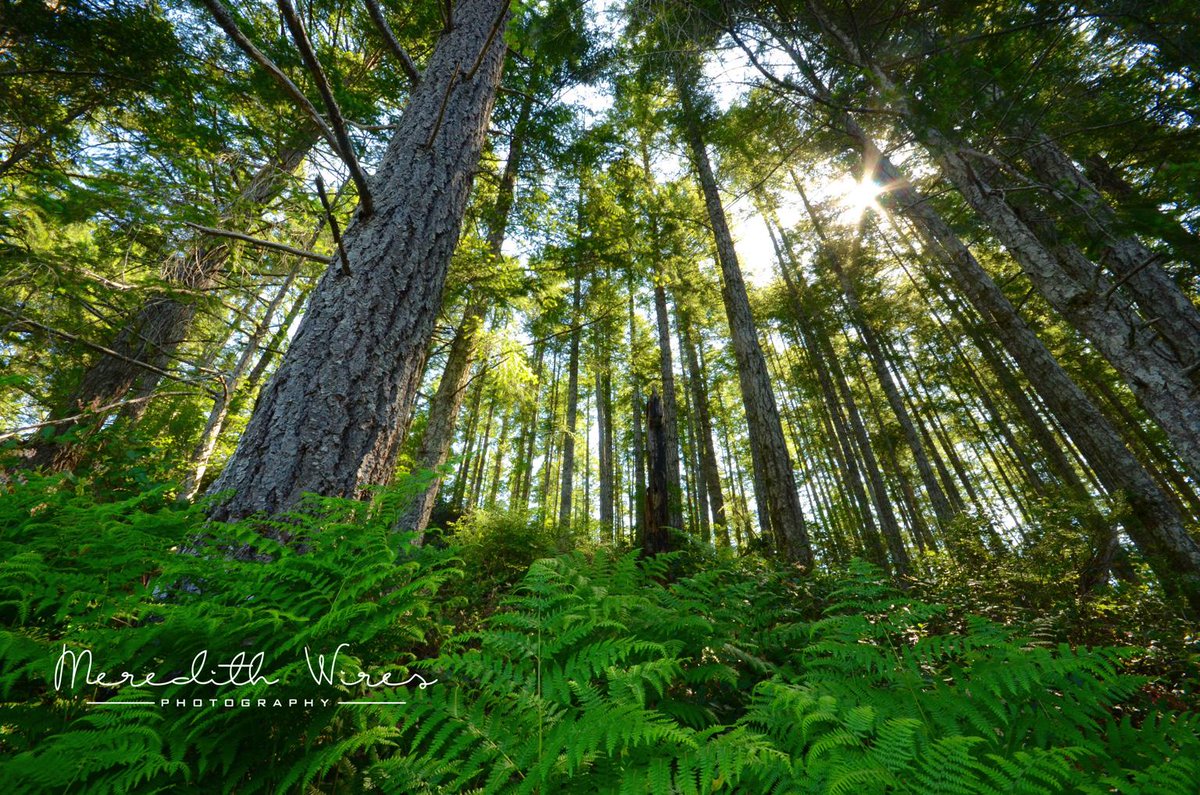 "the clearest way into the Universe is through a forest wilderness." ~ John Muir