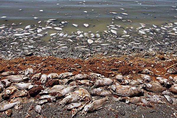 Рыбки гибнут. Загрязнение морей. Загрязнение воды рыбы.