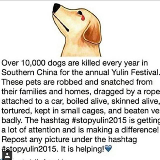 HilaryDuff's tweet image. This is so terrible. How on earth could humans be so cruel. Please repost #stopyulin2015