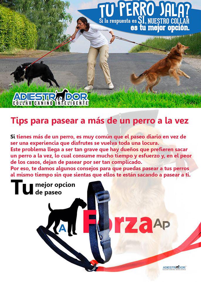 petpromex's tweet photo. Alternativas para entrenar a tu perro sin jalones
#perros #Mascotas #adiestrador #pets #MeAcaboDeDarCuentaQue http://t.co/8uTTGXXnlr
