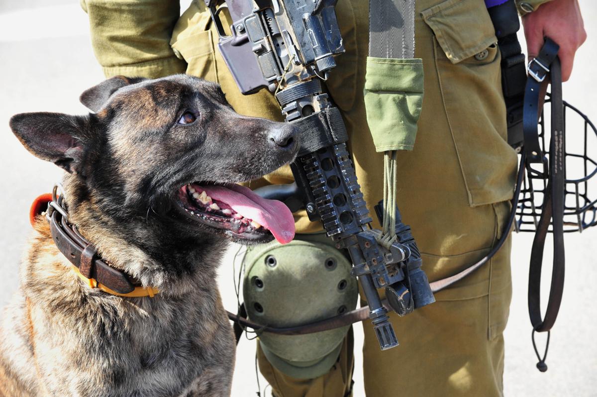 Military working dogs and PTSD fordogloversonly.wordpress.com/2015/06/17/mil…