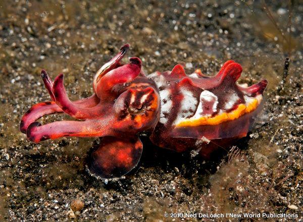 mermaidmachine's tweet photo. Happy #CephalopodWeek plz enjoy this Flamboyant Cuttlefish! http://t.co/eSWIjmaPue