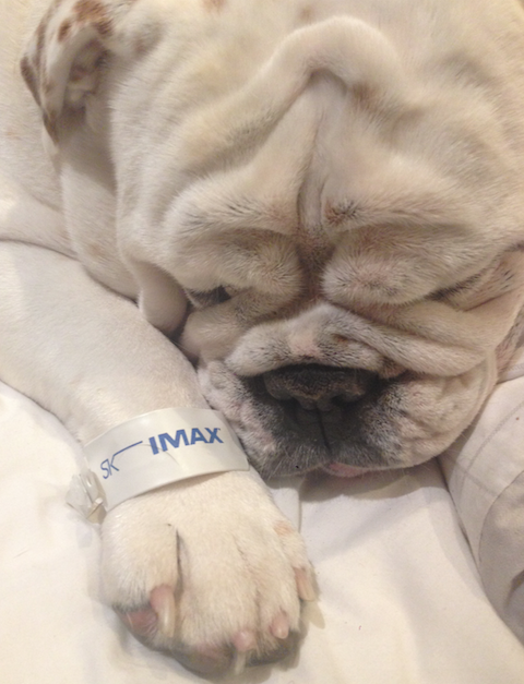 BaziltheBulldog's tweet photo. Tired after a big night out. @sterkinekor #IMAXPE http://t.co/BsnJHFO1oa