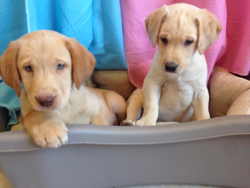 PetShoppe tweet media