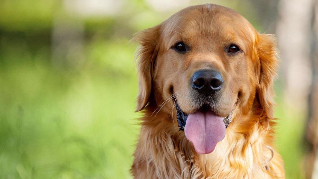 GoldenDogs_'s tweet image. #GoldenRetriever #GoldenDogs