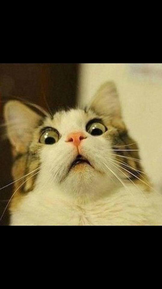 ZoeyModel's tweet photo. I am so excited to watch orange is the new black! #OITNBSeason3 #catsoftwitter http://t.co/P6uA3WU0QR