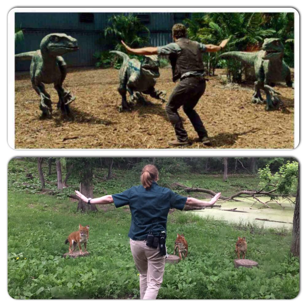 Zookeepers are recreating the Jurassic World raptor scene with real ...