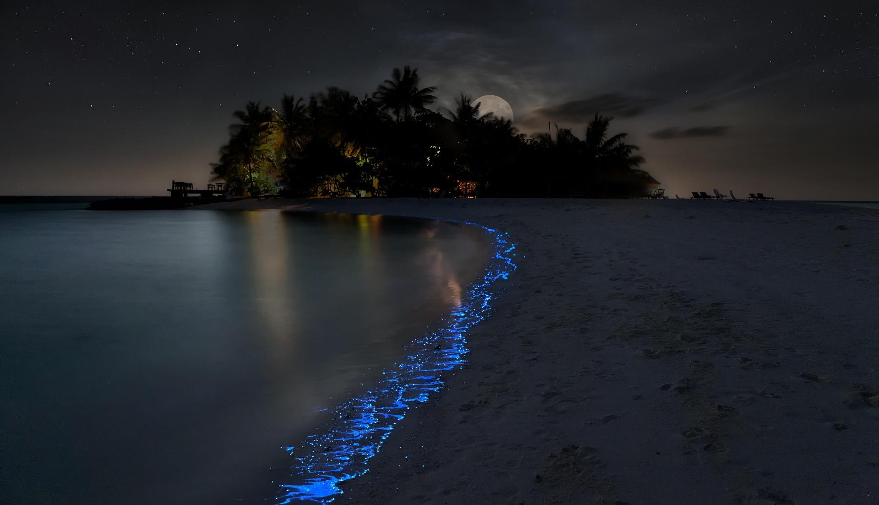 The Sea of Stars in the Maldives