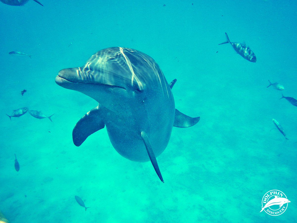 EL DELFIN, REY DE LOS MARES... - Página 2