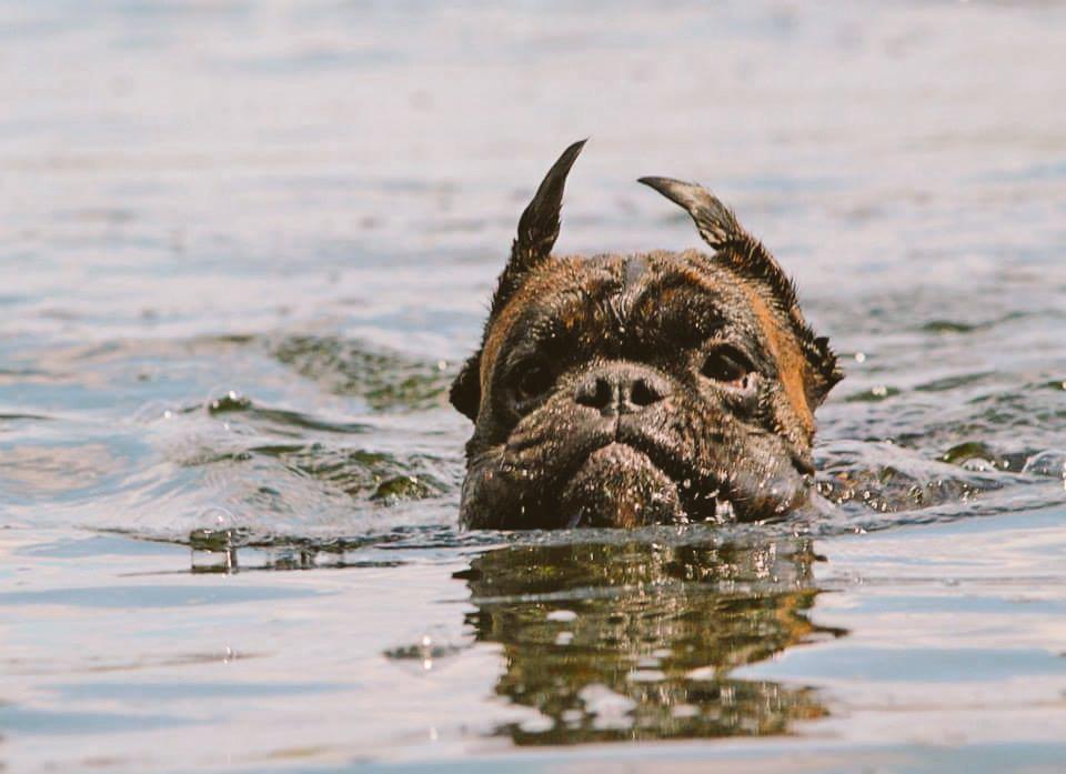 BoxerKennel's tweet photo. #BoxerBreed
🐾 http://t.co/zdtQU3eHtX 🐾
#BoxerDog #BOXER #BoxerLove #Boxers #Dogs #ILoveMyBoxer #BoxerLover #DogShow
🐾 http://t.co/exuMTmBqzW