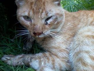 Gente por la Defensa Animal (GEPDA) tweet media