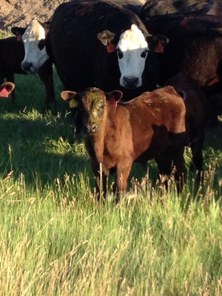 GreenwayPork's tweet photo. Someone got on the wrong end of a #cow. Just grass & water :) #facesplat #calf #farm365 http://t.co/AHVTNFVEnV