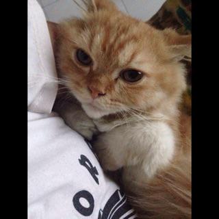 Slmt jln syg. Stlh km skt distemper slm 4hari, km pergi. Smga km tenang dsna, km g ngerasain skt lg. Dah unyilku:'(