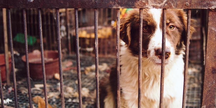 AnimalsAsia's tweet photo. #StopYulin2015 &amp; stop slaughter of 10m "meat dogs" annually in China http://t.co/rcHN1RlYF6 #ItsNoFestival http://t.co/fs8l2X6s2d